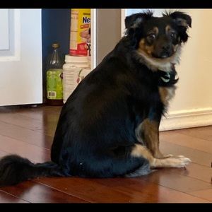 Meet your Posher, Larry